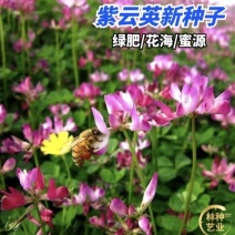 紫云英牧草种子高产量收割次数多适口性强营养价值高