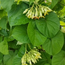 夜香花