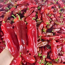 红椒，大棚红泡椒，个大，条直，辣椒主产地，现采现摘