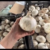 大花葱种球｜辽宁凌源基地直发，大球饱满，批发价抢！