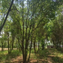 丛生乌桕树，乌桕树，工程绿化树木，精品丛生乌桕批发