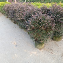 红继木/红继木球