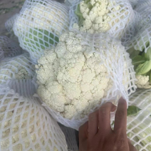 菜花有机花货源充足长年供应质量保证松花菜