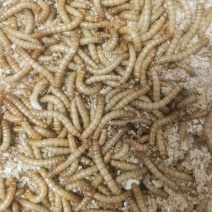 寻找黄粉虫养殖兴趣的合作伙伴