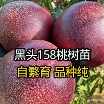 果园直发桃树苗新品种黑皮158黑炭头黑油桃苗包品种成活率