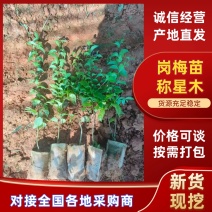 岗梅苗精品苗木品类齐全广东产地绿化易存活量大从优可视频