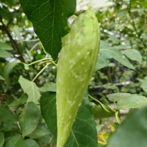萝藦藤萝藦草