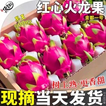 云南红心火龙果/桂红龙大红龙金都一号/一件代发可开发票