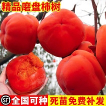 果园直发柿子树苗磨盘柿子牛心柿现挖现发包品种成活率