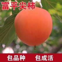 果园直发柿子树苗富平尖柿巧克力柿现挖现发包品种成活率