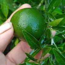 小青柑