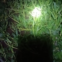 博白通菜