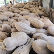 南瓜蜜本南瓜对接市场价格透明质量保证