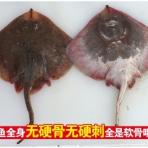 老板鱼鳐鱼三去免处理鳐鱼翅老板鱼翅魔鬼鱼