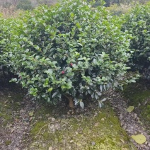 茶梅球