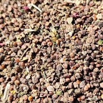 红藜麦出售，8万斤