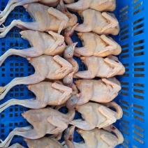 【推荐】山东鹧鸪鹧鸪肉一手货源量大从优活体发货质量保证