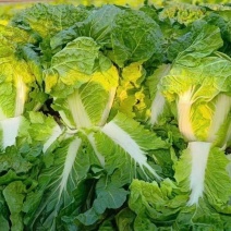 龙芽皇大白菜种子早熟桔红抗病口感优质橙色包头保健蔬菜