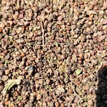 红藜麦，内蒙，8万斤，价格可谈