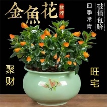 【年年有鱼】金鱼花盆栽耐寒室内绿植花卉大全吸甲醛冬天绿植盆栽