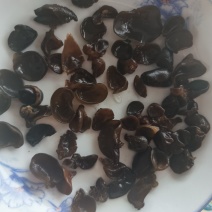 木耳牙子木耳碎电商供货泡发率十几斤秋耳黑厚碗耳批发