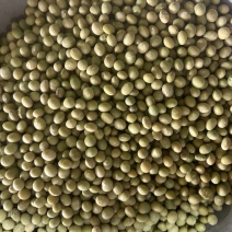 黄豆青皮黄豆农家自产自销欢迎老板下单