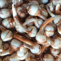 白茨菇上百亩产地大中小果全有