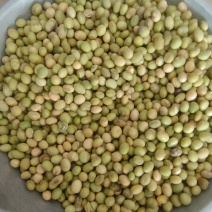 黄豆青皮黄豆，农家一手货源农家自产自销……