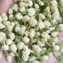 茉莉花蕾雪球