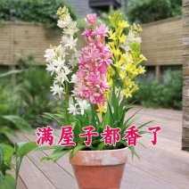 晚香玉种球夜来香花苗多年生阳台植物庭院四季易活浓香型宿根
