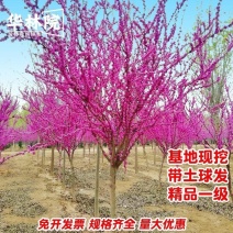 紫荆苗紫荆花树苗紫荆树苗耐寒绿化工程苗室外花卉花园
