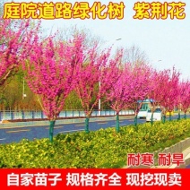 紫荆花树苗紫金花紫荆苗编织花瓶(要丛生紫荆联系客服)
