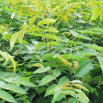 五倍子苗湖北基地直发规格齐全质量保证价钱可谈