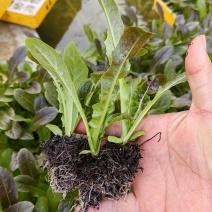 红叶莴笋苗，专业苗圃基地，保证质量，云南产区大棚种植基地