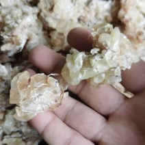 广东牛蛙苗