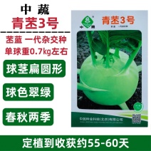 中蔬青苤3号苤蓝种子扁圆形春秋水果苤蓝种子农科院青苤兰种