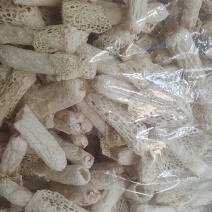 红托竹荪
