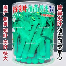 广东碧绿尖叶油青菜心种子粗条抗热抗雨四季甜菜心种籽春夏秋
