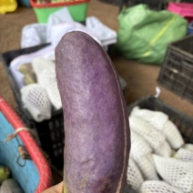 已经嫁接好的少籽八月瓜大苗