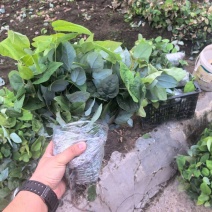 高含量淫羊藿苗