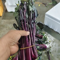 贵州紫菜苔产地一手价货量大承接餐饮批发市场酒店商超满意为止