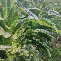莴笋苗苗子清秀全国发货