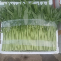 精品空心菜产地直发，长期供应，