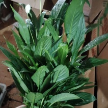 水培白掌一帆风顺桌面小盆栽水培绿植耐养包成活