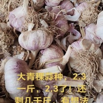 蒜种，东北独头蒜栽子，蒜黄料
