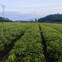 木荷杯苗，大基地直批，木荷苗，江西木荷苗批发