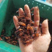竹虫种苗