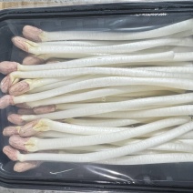 精品花生芽