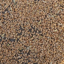 小麦小麦粉精品养殖无土无霉变配料80%小麦20%大麦大量