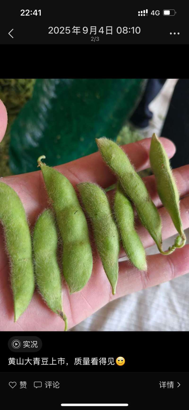 精品毛豆大青豆,小寒王,86.大量供应市场货,打米豆